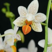 (c) Phalaenopsis-pflege.de