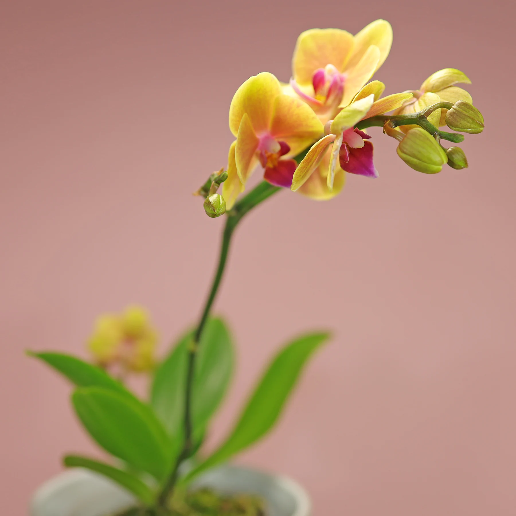 gelb blühende Phalaenopsis Hybride